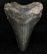 Juvenile Megalodon Tooth #11959-1